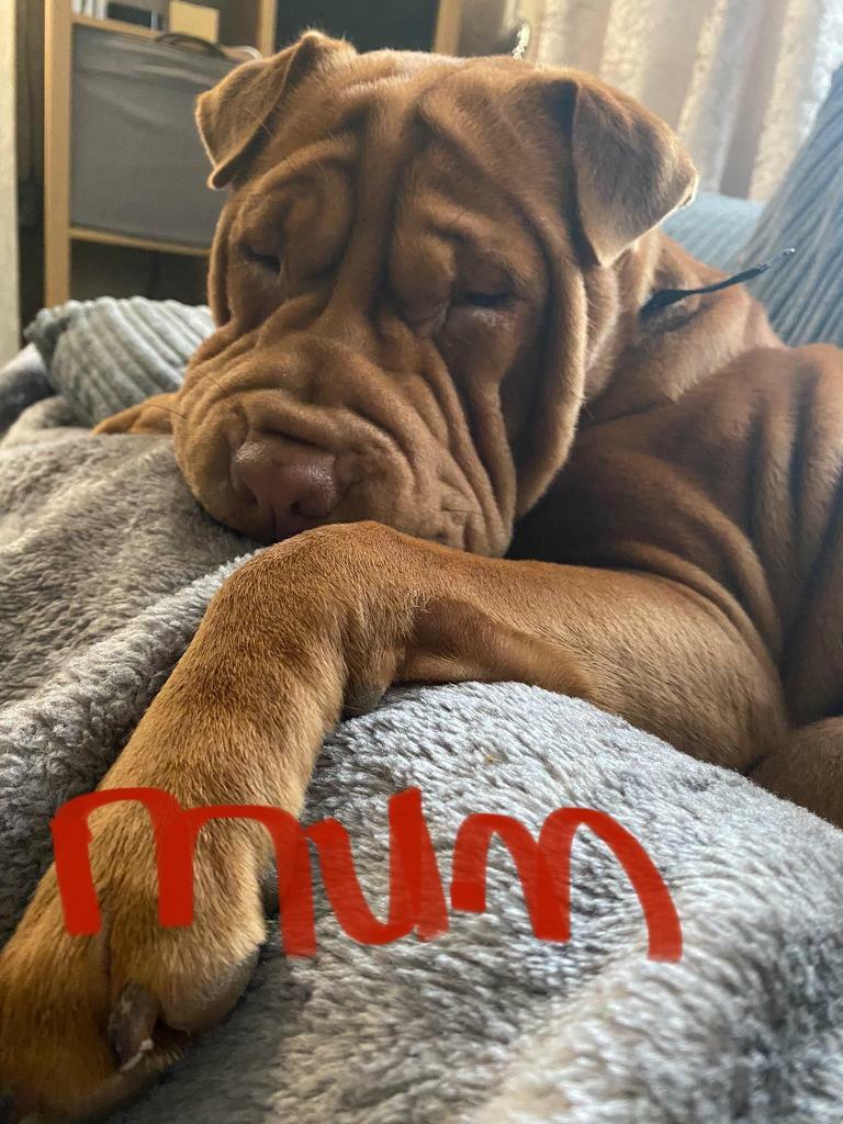 staffy shar pei puppy